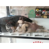 Onde encontrar um Pet Shop para Animais Exóticos 27375 Vila Maria