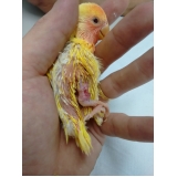 onde encontrar veterinário especialista para ring neck Cachoeirinha