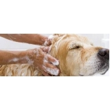 onde encontro serviço de banho e tosa em cachorros Vila Medeiros