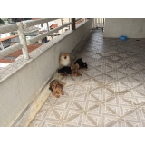 Onde posso achar Hotel para Animais Domésticos 17115 Vila Medeiros