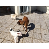 Onde posso achar Hotelzinho para Cachorro 36543 Vila Guilherme