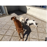 Onde posso encontrar um Hotelzinho para Cachorro 15019 Vila Maria