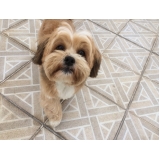 Onde tem Hotelzinho para Cachorro 29348 Mandaqui