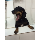 Onde tem Pet Shop Banho e Tosa 11357 Vila Gustavo