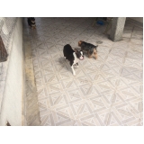 Preço de Hotéis para Cães 18133 Vila Maria