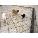 Preço de Hotelzinho para Cachorro 91490 Cachoeirinha