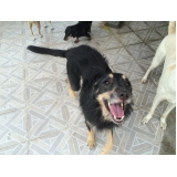 Preço Hotéis para Cães 26329 Vila Guilherme