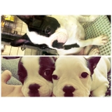 Preço Pet Shop para Animais Exóticos 21311 Jaçanã