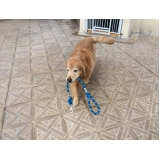 Preços de Hotel para Cães 52555 Vila Medeiros