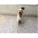 Qual o preço de Hotéis para Cães 65957 Vila Maria