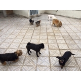 Qual o preço de Hotel para Animais Domésticos 28008 Vila Gustavo