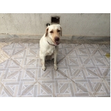 Qual valor de Hotéis para Cães 87453 Jardim São Paulo