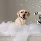 quanto custa serviço de banho em pet shop Vila Gustavo