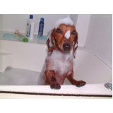 quanto custa serviço de banho para cães Vila Guilherme