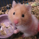 quanto custa veterinário especialista em hamster sírio Tremembé