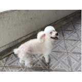 Valor de Hotelzinho para Cachorro 99628 Cachoeirinha