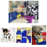 Valor Pet Shop para Animais Exóticos 81354 Tremembé