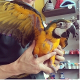 veterinário especialista para papagaio do congo Santana