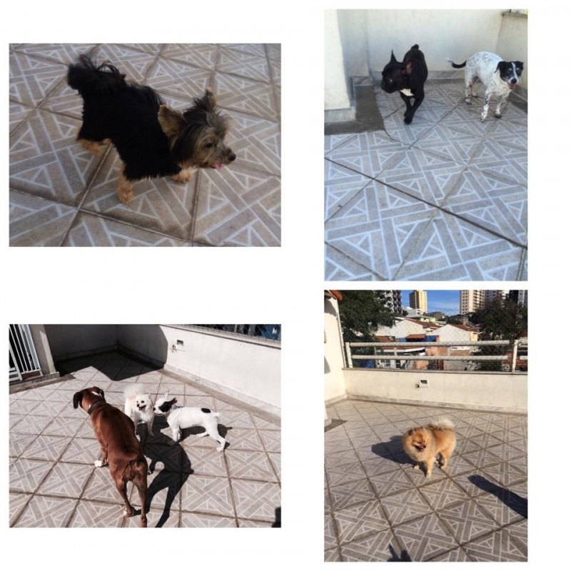 Valor de um Hotel para Animais Domésticos 6665 Vila Gustavo - Hotel para Pets