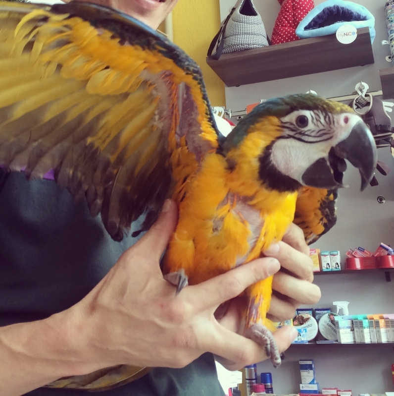 Veterinário Especialista para Papagaio do Congo Casa Verde - Veterinário Especialista para Arara Vermelha