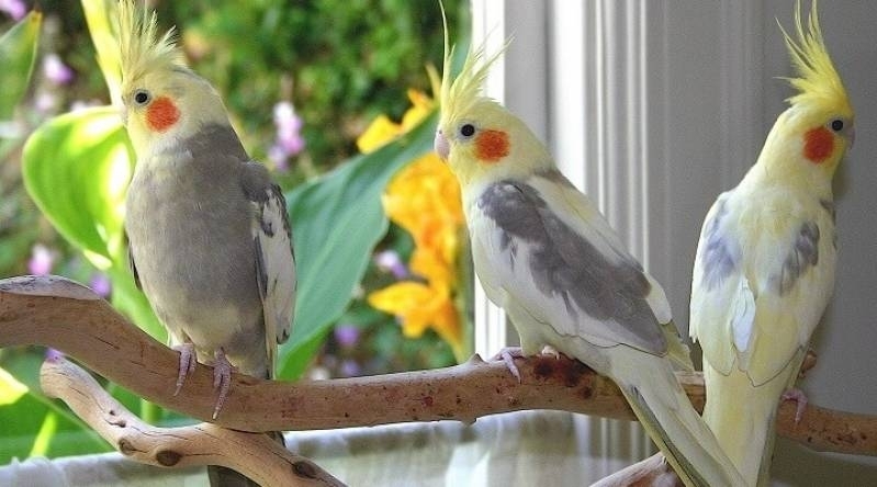 Veterinário para Animais Silvestres Jardim São Paulo - Veterinário para Animais Silvestres Papagaio