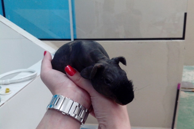 Veterinário para Hamster Jardim São Paulo - Veterinária para Animais de Grande Porte